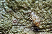 Insect-20140102g800IMG_9770a.jpg