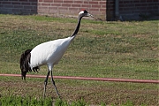 Filename=Japanse-kraanvogel-20200521g12807X1A9206a.jpg
Filesize=842KiB
Dimensions=1280x960
Date added=May 26, 2020 Japanse-kraanvogel-20200521g12807X1A9206a.jpg
