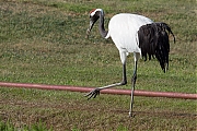 Filename=Japanse-kraanvogel-20200521g12807X1A9208a.jpg
Filesize=954KiB
Dimensions=1280x960
Date added=May 26, 2020 Japanse-kraanvogel-20200521g12807X1A9208a.jpg