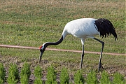 Filename=Japanse-kraanvogel-20200521g12807X1A9220a.jpg
Filesize=994KiB
Dimensions=1280x960
Date added=May 26, 2020 Japanse-kraanvogel-20200521g12807X1A9220a.jpg