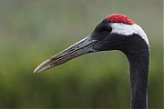 Japanse-kraanvogel-20200521g1280YSXX7841a.jpg