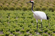 Japanse-kraanvogel-20200521g1280YSXX7862a.jpg