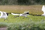 Japanse-kraanvogel-20200521g1280YSXX78737475a.jpg