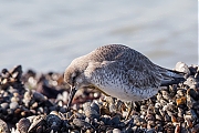 Kanoet-20170214g1280YSXX6958a.jpg