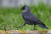 Filename=Kauw-20190328g12807X1A7184a.jpg
Filesize=764KiB
Dimensions=1280x960
Date added=Mar 29, 2019 Kauw-20190328g12807X1A7184a.jpg
