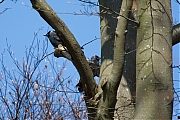 Filename=Kauw-20190411g14407X1A7337a.jpg
Filesize=895KiB
Dimensions=1280x960
Date added=Apr 13, 2019 Kauw-20190411g14407X1A7337a.jpg