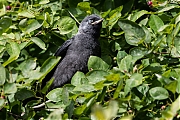 Filename=Kauw-20190609g1280YSXX5477a.jpg
Filesize=830KiB
Dimensions=1280x960
Date added=Jun 11, 2019 Kauw-20190609g1280YSXX5477a.jpg