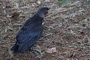 Kauw-20260525g14401A1A3566acrfb-Tuin.jpg