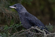 Kauw-20260525g14401A1A3577acrfb-Tuin.jpg