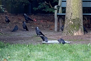 Kauw-20260525g14401A1A3656acrfb-Tuin.jpg