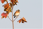 Filename=Keep-20191109g12807X1A7579a.jpg
Filesize=723KiB
Dimensions=1280x960
Date added=Nov 09, 2019 Keep-20191109g12807X1A7579a.jpg