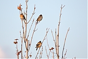 Filename=Keep-20191109g12807X1A7622a.jpg
Filesize=538KiB
Dimensions=1280x960
Date added=Nov 09, 2019 Keep-20191109g12807X1A7622a.jpg
