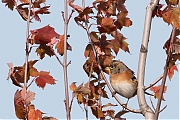 Filename=Keep-20191112g1280YSXX5902c.jpg
Filesize=638KiB
Dimensions=1280x960
Date added=Nov 12, 2019 Keep-20191112g1280YSXX5902c.jpg