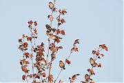 Filename=Keep-20191112g1280YSXX5904c.jpg
Filesize=525KiB
Dimensions=1280x960
Date added=Nov 13, 2019 Keep-20191112g1280YSXX5904c.jpg