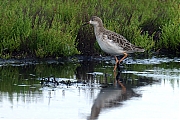 Kemphaan-20100821P1150044gg.jpg