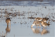 Filename=Kemphaan-20160421g12807X1A4230a.jpg
Filesize=601KiB
Dimensions=1280x960
Date added=Apr 23, 2016 Kemphaan-20160421g12807X1A4230a.jpg