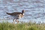 Filename=Kemphaan-20160421g12807X1A4249a.jpg
Filesize=720KiB
Dimensions=1280x960
Date added=Apr 23, 2016 Kemphaan-20160421g12807X1A4249a.jpg
