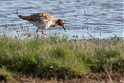 Filename=Kemphaan-20160421g12807X1A4250a.jpg
Filesize=751KiB
Dimensions=1280x960
Date added=Apr 23, 2016 Kemphaan-20160421g12807X1A4250a.jpg