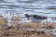 Filename=Kemphaan-20171117g1280YSXX9923a.jpg
Filesize=943KiB
Dimensions=1280x960
Date added=Nov 18, 2017 Kemphaan-20171117g1280YSXX9923a.jpg