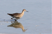 Kemphaan-20220903g14401A1A5192acrfb-Biesbosch.jpg