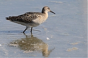 Kemphaan-20220903g14401A1A5240acrfb-Biesbosch.jpg