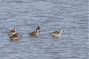 Kemphaan-20220903g14401A1A5312acrfb-Biesbosch.jpg