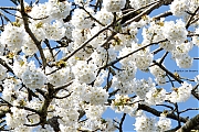Filename=Kersenbloesem-20250404g14401A1A5220atcrfb-Tuin.jpg
Filesize=1177KiB
Dimensions=1280x960
Date added=Apr 21, 2025 Kersenbloesem-20250404g14401A1A5220atcrfb-Tuin.jpg