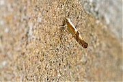 Filename=Kersenpedaalmot-Argyresthia-pruniella-20150718g1280_MG_1373a.jpg
Filesize=878KiB
Dimensions=1280x960
Date added=Jul 19, 2015 Kersenpedaalmot-Argyresthia-pruniella-20150718g1280_MG_1373a.jpg