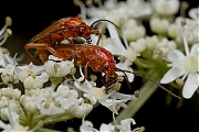 Kever-20120808g800IMG_8359a.jpg