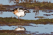 Filename=Kievit-20150315g12807X1A3008a.jpg
Filesize=863KiB
Dimensions=1280x960
Date added=Mar 15, 2015 Kievit-20150315g12807X1A3008a.jpg