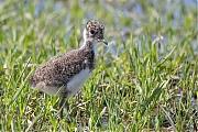 Filename=Kievit-20160513g12807X1A5624a.jpg
Filesize=927KiB
Dimensions=1280x960
Date added=May 13, 2016 Kievit-20160513g12807X1A5624a.jpg