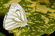 Klein-geaderd-witje-20120825g800IMG_9572n.jpg