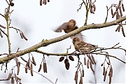 Filename=Kleine-barmsijs-20170221g1280YSXX7161a.jpg
Filesize=569KiB
Dimensions=1280x960
Date added=Feb 21, 2017 Kleine-barmsijs-20170221g1280YSXX7161a.jpg