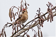Filename=Kleine-barmsijs-20170221g1280YSXX7162a.jpg
Filesize=741KiB
Dimensions=1280x960
Date added=Feb 21, 2017 Kleine-barmsijs-20170221g1280YSXX7162a.jpg