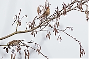 Filename=Kleine-barmsijs-20170221g1280YSXX7162ag.jpg
Filesize=628KiB
Dimensions=1280x960
Date added=Feb 22, 2017 Kleine-barmsijs-20170221g1280YSXX7162ag.jpg