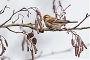 Filename=Kleine-barmsijs-20170221g1280YSXX7165a.jpg
Filesize=468KiB
Dimensions=1280x960
Date added=Feb 21, 2017 Kleine-barmsijs-20170221g1280YSXX7165a.jpg