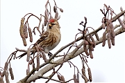 Filename=Kleine-barmsijs-20170221g1440YSXX7162atcrfb-Waaienberg.jpg
Filesize=569KiB
Dimensions=1280x960
Date added=Jan 14, 2024 Kleine-barmsijs-20170221g1440YSXX7162atcrfb-Waaienberg.jpg