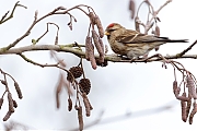 Kleine-barmsijs-20170221g1440YSXX7165atcrfb-Waaienberg.jpg