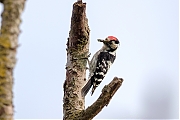Filename=Kleine-bonte-specht-20190531g1280YSXX54515459a.jpg
Filesize=621KiB
Dimensions=1280x960
Date added=Jun 01, 2019 Kleine-bonte-specht-20190531g1280YSXX54515459a.jpg