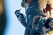 Filename=Kleine-bonte-specht-20190617g1280YSXX5727a.jpg
Filesize=876KiB
Dimensions=1280x960
Date added=Jun 17, 2019 Kleine-bonte-specht-20190617g1280YSXX5727a.jpg