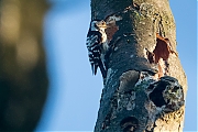 Filename=Kleine-bonte-specht-20190617g1280YSXX5738a.jpg
Filesize=791KiB
Dimensions=1280x960
Date added=Jun 17, 2019 Kleine-bonte-specht-20190617g1280YSXX5738a.jpg