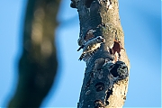 Filename=Kleine-bonte-specht-20190617g1280YSXX5741a.jpg
Filesize=627KiB
Dimensions=1280x960
Date added=Jun 17, 2019 Kleine-bonte-specht-20190617g1280YSXX5741a.jpg
