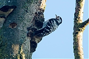 Filename=Kleine-bonte-specht-20190617g1280YSXX5744a.jpg
Filesize=871KiB
Dimensions=1280x960
Date added=Jun 17, 2019 Kleine-bonte-specht-20190617g1280YSXX5744a.jpg