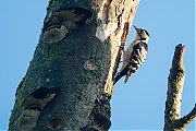 Filename=Kleine-bonte-specht-20190617g1280YSXX5748a.jpg
Filesize=834KiB
Dimensions=1280x960
Date added=Jun 17, 2019 Kleine-bonte-specht-20190617g1280YSXX5748a.jpg