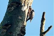Filename=Kleine-bonte-specht-20190617g1280YSXX5751a.jpg
Filesize=777KiB
Dimensions=1280x960
Date added=Jun 17, 2019 Kleine-bonte-specht-20190617g1280YSXX5751a.jpg