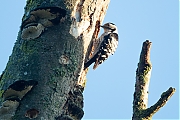 Filename=Kleine-bonte-specht-20190617g1280YSXX5752a.jpg
Filesize=807KiB
Dimensions=1280x960
Date added=Jun 17, 2019 Kleine-bonte-specht-20190617g1280YSXX5752a.jpg