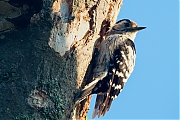 Filename=Kleine-bonte-specht-20190617g1280YSXX5764b.jpg
Filesize=852KiB
Dimensions=1280x960
Date added=Jun 20, 2019 Kleine-bonte-specht-20190617g1280YSXX5764b.jpg