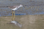 Filename=Kleine-geelpootruiter-20150317g12807X1A3213a.jpg
Filesize=893KiB
Dimensions=1280x960
Date added=Mar 18, 2015 Kleine-geelpootruiter-20150317g12807X1A3213a.jpg