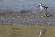 Filename=Kleine-geelpootruiter-20150317g12807X1A3237a.jpg
Filesize=759KiB
Dimensions=1280x960
Date added=Mar 18, 2015 Kleine-geelpootruiter-20150317g12807X1A3237a.jpg