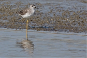 Filename=Kleine-geelpootruiter-20150317g12807X1A3296a.jpg
Filesize=764KiB
Dimensions=1280x960
Date added=Mar 17, 2015 Kleine-geelpootruiter-20150317g12807X1A3296a.jpg
